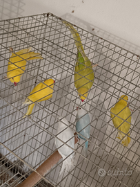 Pappagalli parrocchetto dal collare