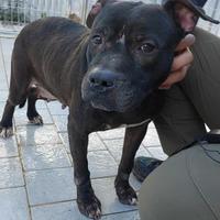 Pitbull in adozione