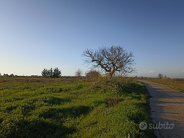 Terreno panoramico vista mare