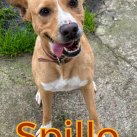 Spillo: taglia medio piccola simpatico e allegro