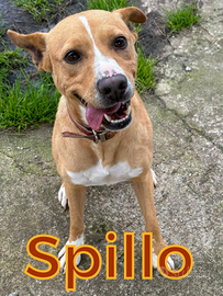 Spillo: taglia medio piccola simpatico e allegro