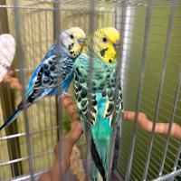 Coppia cocorite con gabbia come nuova