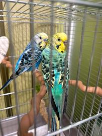 Coppia cocorite con gabbia come nuova