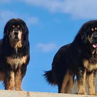 Tibetan Mastiff