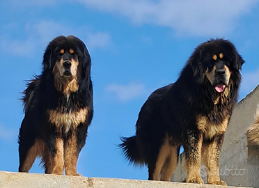 Tibetan Mastiff
