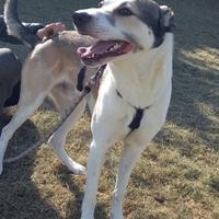 Simba merita una nuova casa