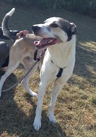 Simba merita una nuova casa