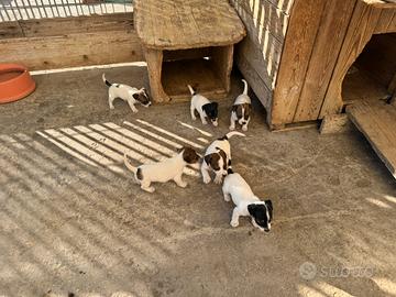 Cuccioli jack russell