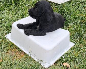Cocker spaniel