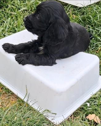 Cocker spaniel