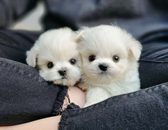 Cuccioli di maltese con pedigree