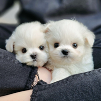Cuccioli di maltese con pedigree