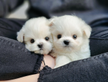 Cuccioli di maltese con pedigree
