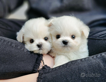 Cuccioli di maltese con pedigree