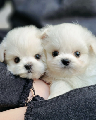 Cuccioli di maltese con pedigree
