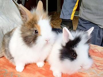 Coniglietti testa di leone