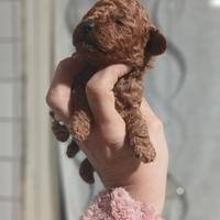 Barboncini red Brown toy