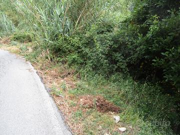 Terreno con possibilità pratiche parcheggio