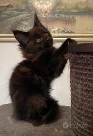 Maschietto Maine Coon