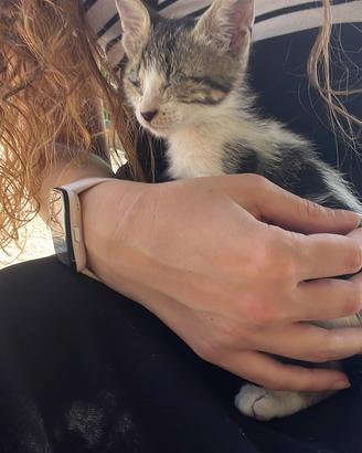 Gattina trovatella di quindici giorni