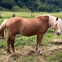 Haflinger