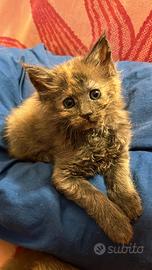 Cucciole di Mainecoon