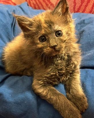 Cucciole di Mainecoon