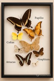 Teca entomologica con 8 farfalle vere – collezione