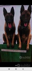 Pastore belga malinois