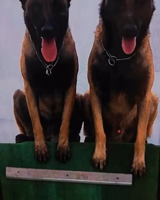 Pastore belga malinois