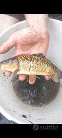 Pesci carpe specchio carpe regina full scaled
