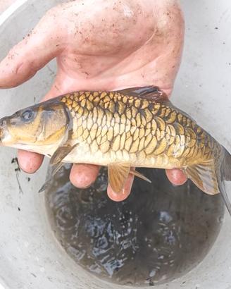 Pesci carpe specchio carpe regina full scaled
