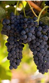 UVA FRAGOLA