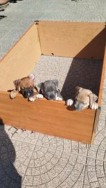 Cuccioli di Amstaff sverminati è vaccinati