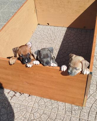 Cuccioli di Amstaff sverminati è vaccinati