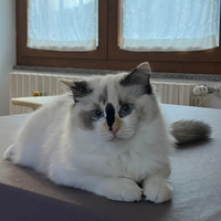 Cucciola di Ragdoll incanto Bianco Saba