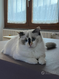 Cucciola di Ragdoll incanto Bianco Saba