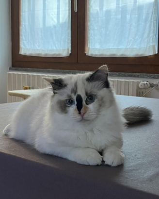 Cucciola di Ragdoll incanto Bianco Saba