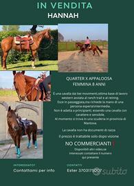 Quarter x Appaloosa