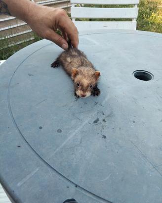 Cuccioli di furetto