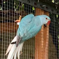 Coppie di parrocchetti dal collare