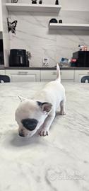 Cuccioli di Chihuahua 