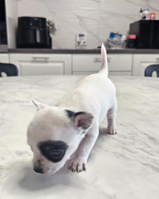 Cuccioli di Chihuahua 