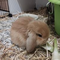 Cuccioli coniglio ariete nano