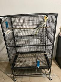 Pappagallo calopsite