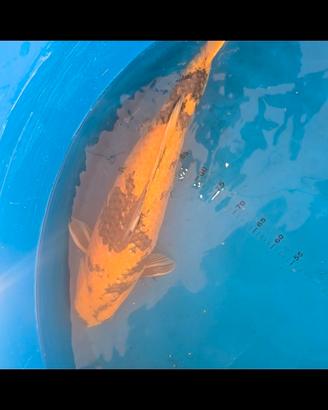 Carpa koi