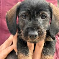 Cuccioli bassotti a pelo duro