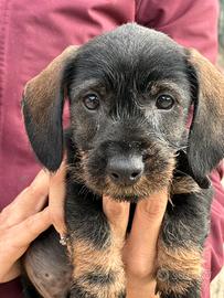 Cuccioli bassotti a pelo duro