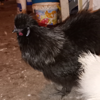 Gallo nero,corona argentata