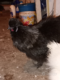 Gallo nero,corona argentata